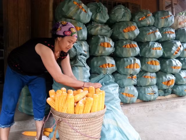 Có vốn vay từ ngân hàng CSXH, đồng bào Dao ở bản Hạ Sơn, xã Pù Nhi, Mường Lát (Thanh Hóa) chuyển đổi cơ cấu mùa vụ hiệu quả. Có vốn vay từ ngân hàng CSXH, đồng bào Dao ở bản Hạ Sơn, xã Pù Nhi, Mường Lát (Thanh Hóa) chuyển đổi cơ cấu mùa vụ hiệu quả.