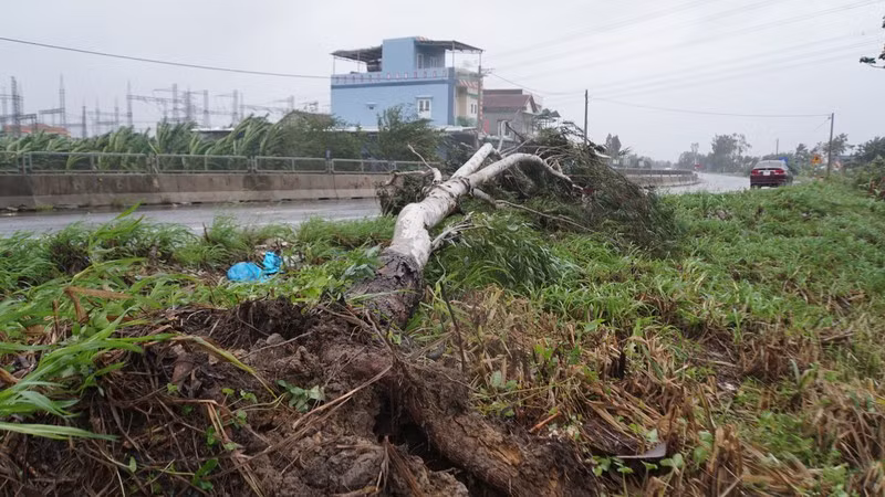 Cây gãy đổ trên địa bàn Quảng Ngãi