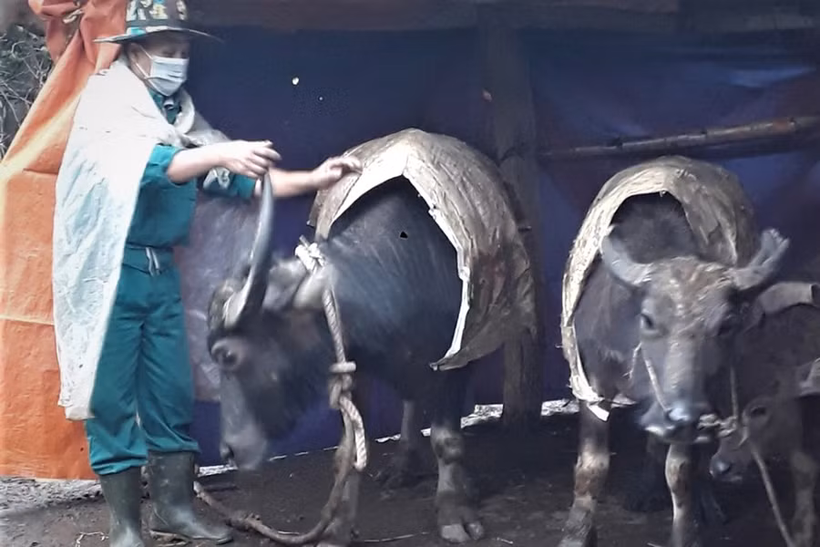 Người dân tận dụng bao tải để may áo cho trâu.