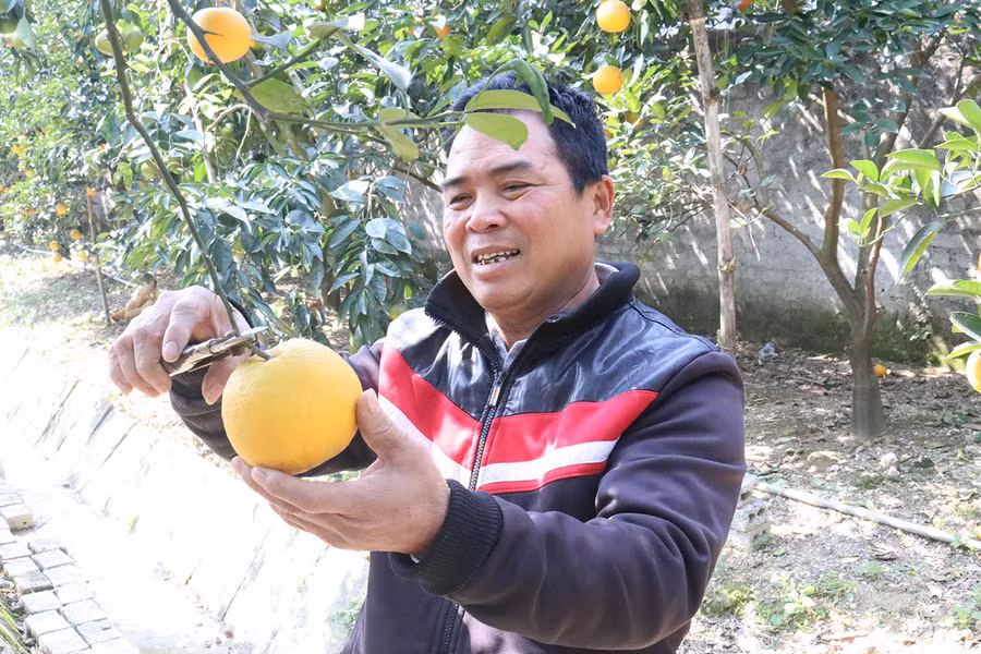 Ông Nguyễn Văn Thọ rất vui vì vườn cam được mùa, được giá của gia đình mình