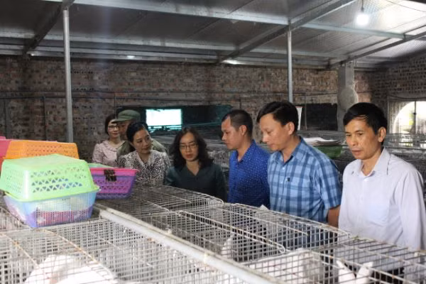 Bà Nguyễn Thị Kim Anh (thứ tư từ phải) thăm điểm trình diễn mô hình liên kết nuôi thỏ New Zealand. Ảnh: TL.