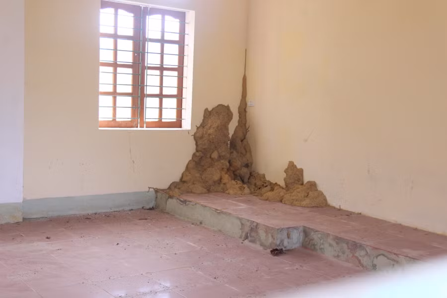 Tổ mối đùn lên trong phòng học