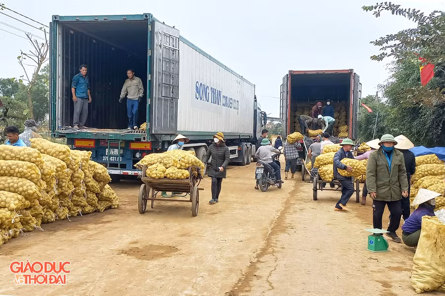 Khoai tây sau khi thu hoạch được đơn vị bao tiêu đem xe container về thu mua tận nơi.