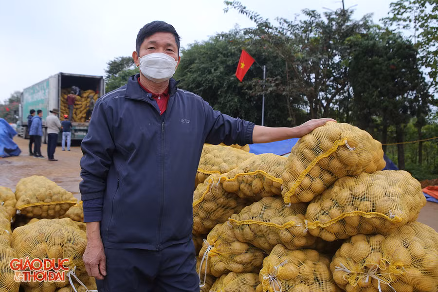 Ông Quế Văn Duyên bên số khoai tây vừa thu hoạch của gia đình mình.