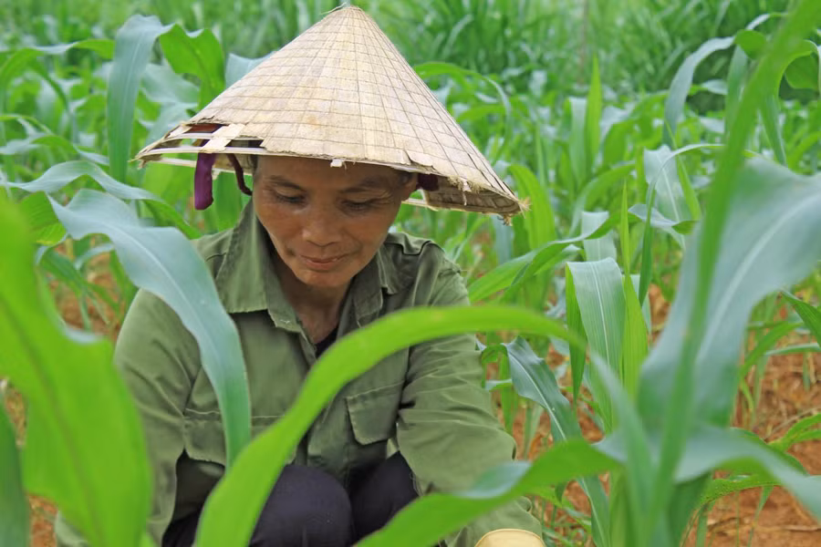 Để có tiền cho con ăn học, bà Nguyễn Thị Long (mẹ Thúy) làm thuê bất kể công việc gì, từ nhổ cỏ, cấy thuê đến mò cua, bắt ốc. Để có tiền cho con ăn học, bà Nguyễn Thị Long (mẹ Thúy) làm thuê bất kể công việc gì, từ nhổ cỏ, cấy thuê đến mò cua, bắt ốc.