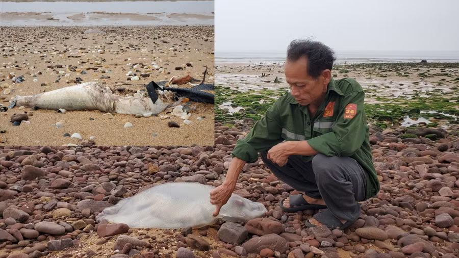 Nhiều loại cá, sứa kích cỡ to chết dạt vào bờ biển Nghi Thiết (huyện Nghi Lộc, Nghệ An)