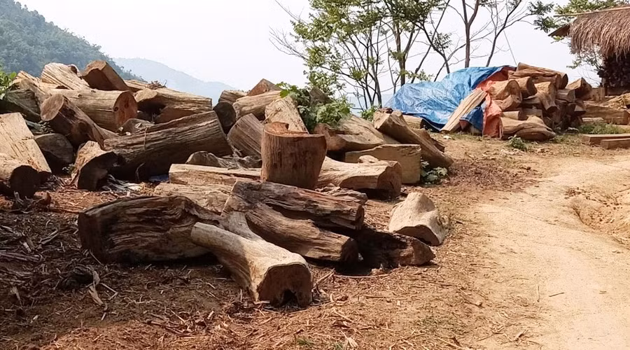 Theo Hạt trưởng Hạt Kiểm lâm Mường Lát, người bên Lào chở số gỗ đó đến biên giới, sau đó người dân mình lên chở về để ở nhà. "Đã có lần chúng tôi bắt giữ cả xe tải chở loại gốc, gỗ này và đang tạm giữ tại kho của Hạt", ông Tùng nói. Theo Hạt trưởng Hạt Kiểm lâm Mường Lát, người bên Lào chở số gỗ đó đến biên giới, sau đó người dân mình lên chở về để ở nhà. "Đã có lần chúng tôi bắt giữ cả xe tải chở loại gốc, gỗ này và đang tạm giữ tại kho của Hạt", ông Tùng nói.
