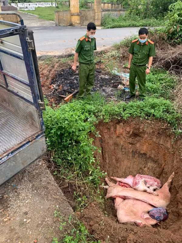 Số lợn chết được lực lượng chức năng tổ chức tiêu hủy
