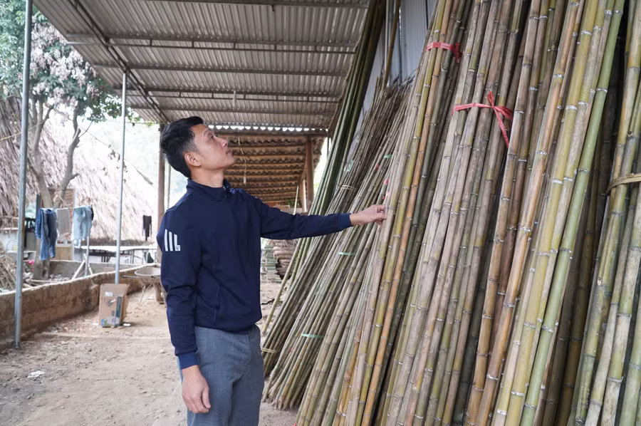 Thân cây trúc, tre sặt đủ độ già sẽ được thu hoạch, sơ chế và xuất khẩu ra nước ngoài để làm giàn leo phục vụ sản xuất nông nghiệp.