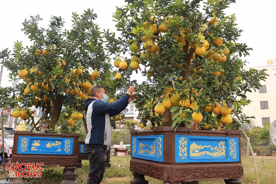 Gốc bưởi cao 3,5m được chủ vườn ra giá 35 triệu đồng.