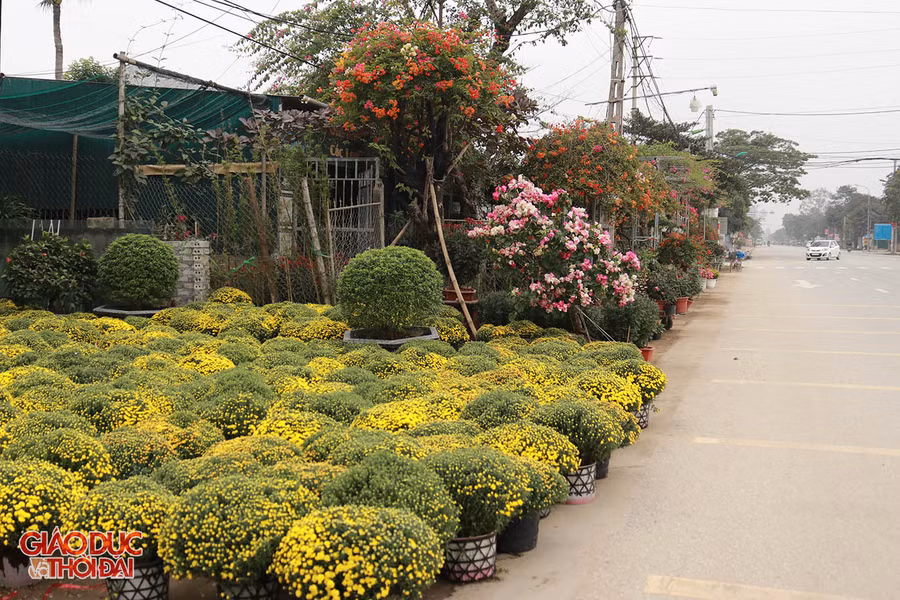 Sắc hoa Tết tràn ngập tuyến đường Nghệ An - Xiêng Khoảng.
