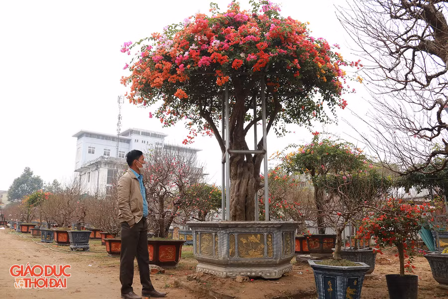 Một trong hai cây hoa giấy được anh Trung mua từ Thái Lan về