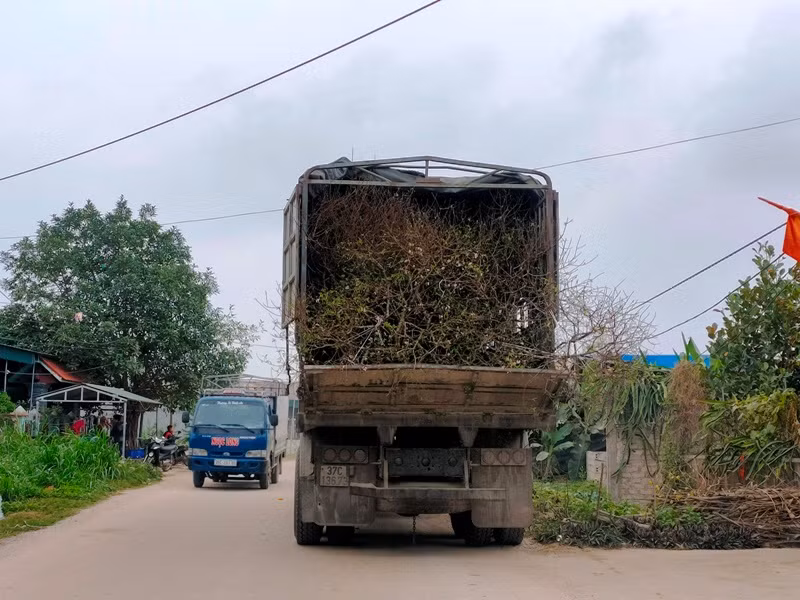 Thương lái từ thành phố Thanh Hóa đưa xe tải đến xã Xuân Du mua đào phai.