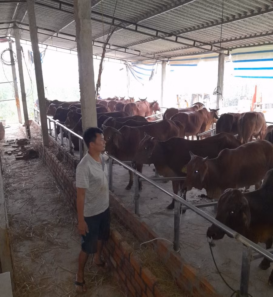 Người dân sẽ có thu nhập sau vài tháng nhận nuôi bò sinh sản
