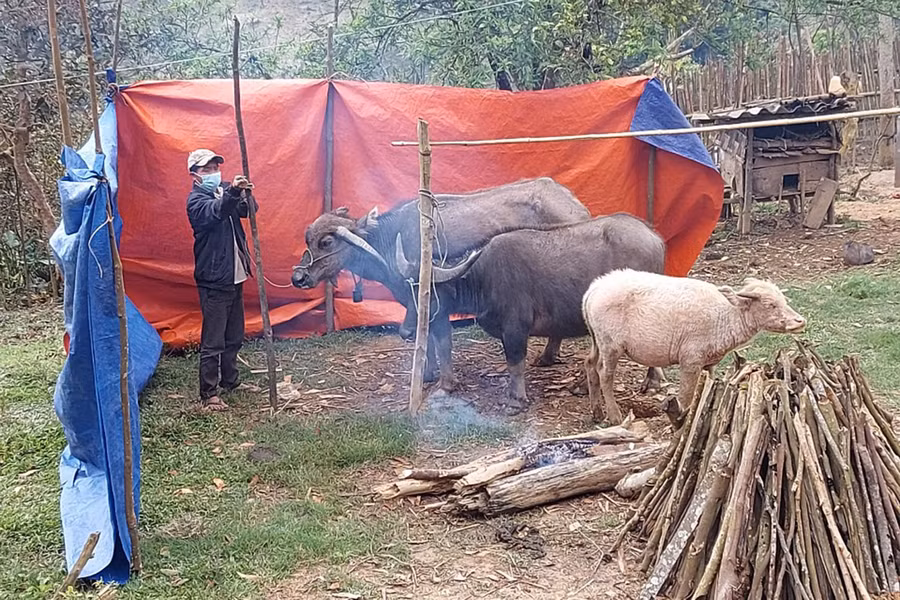 Hàng trăm con trâu, bò ở Nghệ An bị chết rét ảnh 4