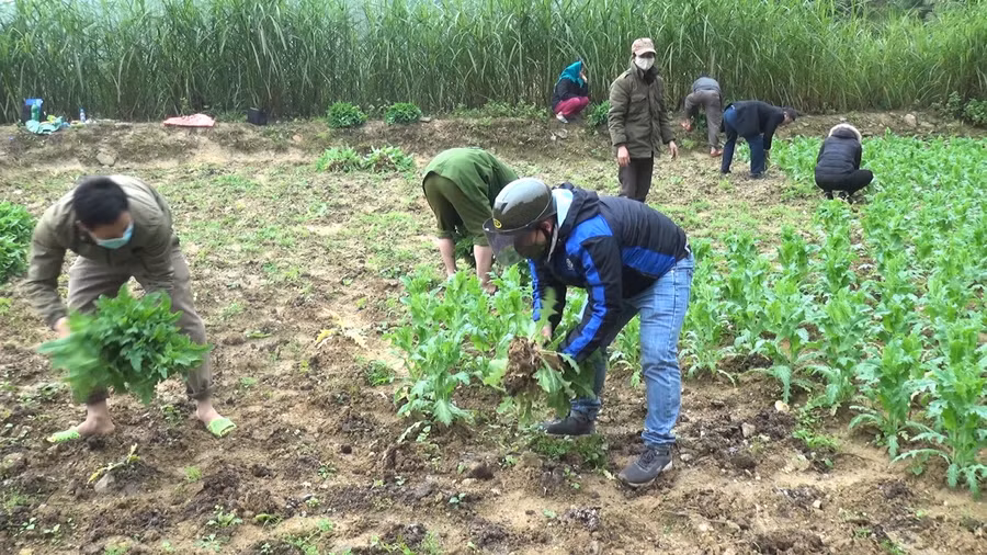 Công an huyện Vị Xuyên nhổ bỏ cây thuốc phiện tại vườn nhà bà Giang. Ảnh: Vi Quyền (Vị Xuyên).