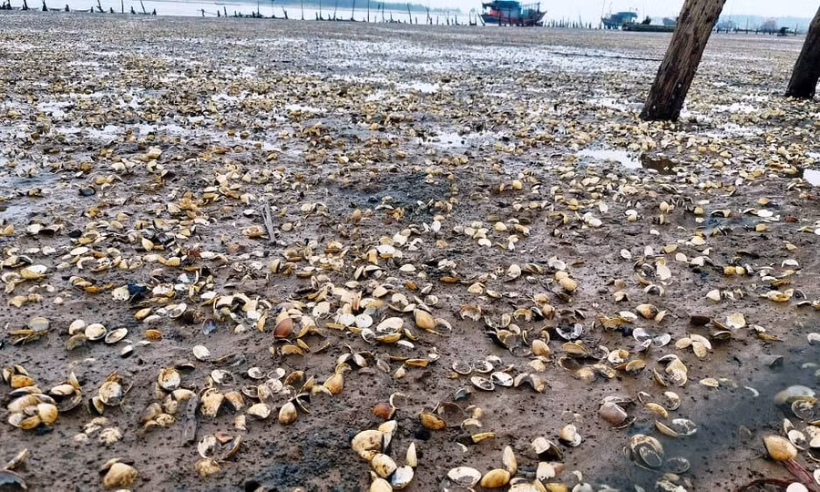 Ngao chết hàng loạt ở đầm nuôi của người dân phường Hải Ninh, thị xã Nghi Sơn (Thanh Hóa).