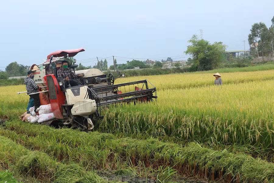Nông dân thuê máy gặt lúa trước ảnh hưởng của bão số 4.