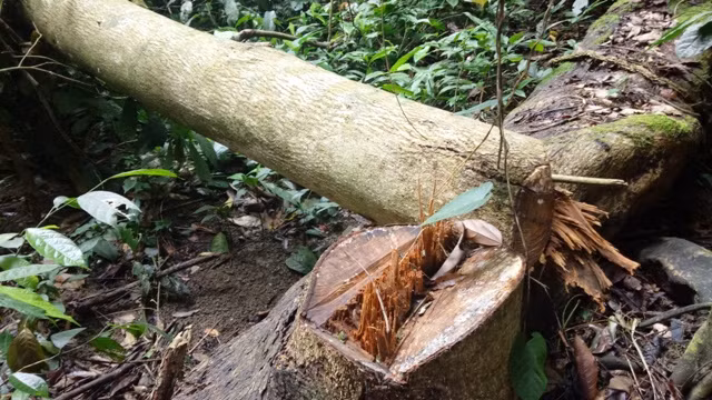 Gỗ bị đốn hạ trái pháp luật chưa kịp đưa ra khỏi rừng.