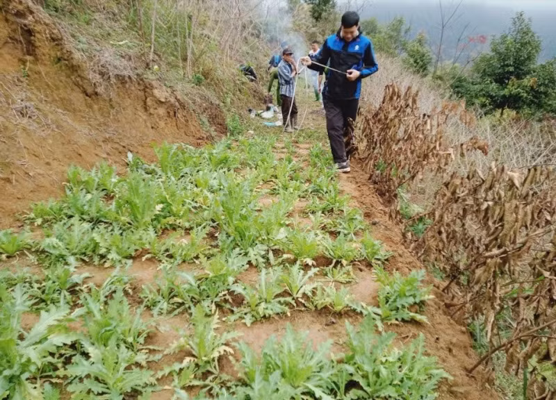Cây thuốc phiện được trồng trong khu đồi của gia đình bà Diên. Ảnh: Công an huyện Vị Xuyên 