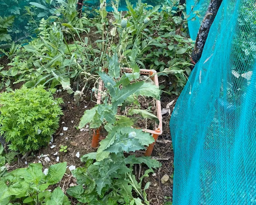 Cây thuốc phiện do ông Tấn trồng bị phát hiện. Ảnh: Công an huyện Chiêm Hóa