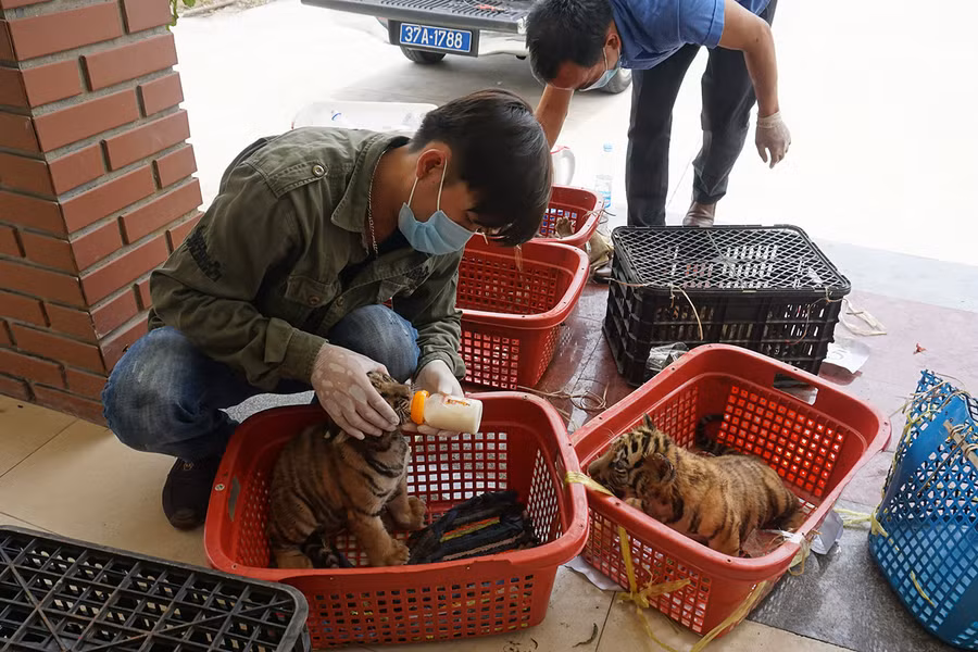 Hổ con thời điểm mới được giải cứu.