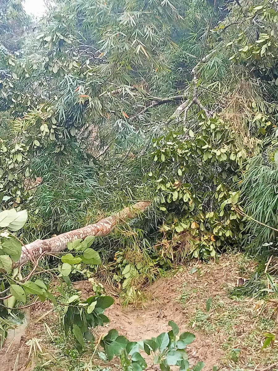 Một cây gỗ vừa được chặt hạ, lá vẫn còn tươi.