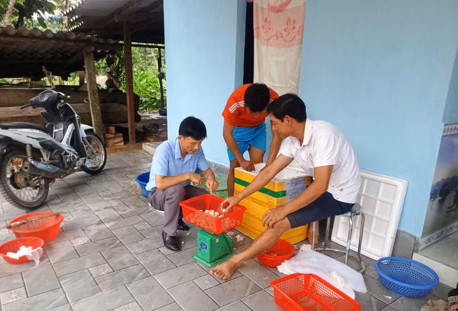 Ông Lê Văn Thiện - Chủ tịch UBND xã Bát Mọt (áo xanh) hướng dẫn người dân cách ấp trứng ốc nhồi. (Ảnh: V.Th) Ông Lê Văn Thiện - Chủ tịch UBND xã Bát Mọt (áo xanh) hướng dẫn người dân cách ấp trứng ốc nhồi. (Ảnh: V.Th)