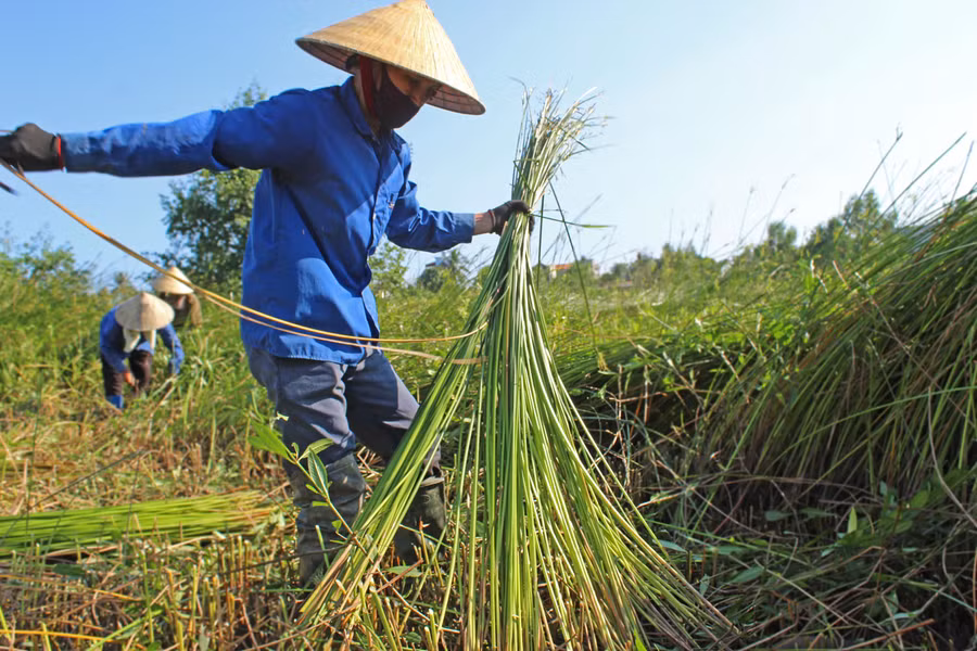 Để cói sạch đẹp, người cắt phải nhặt thật sạch những lá khô úa.