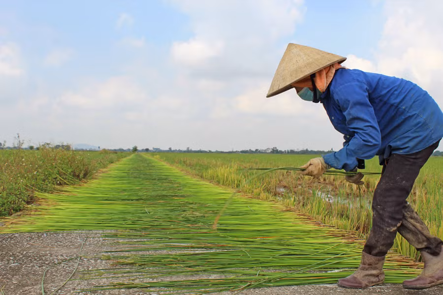 Cói sau khi cắt được phơi dưới nắng to khoảng 3 – 4 nắng.