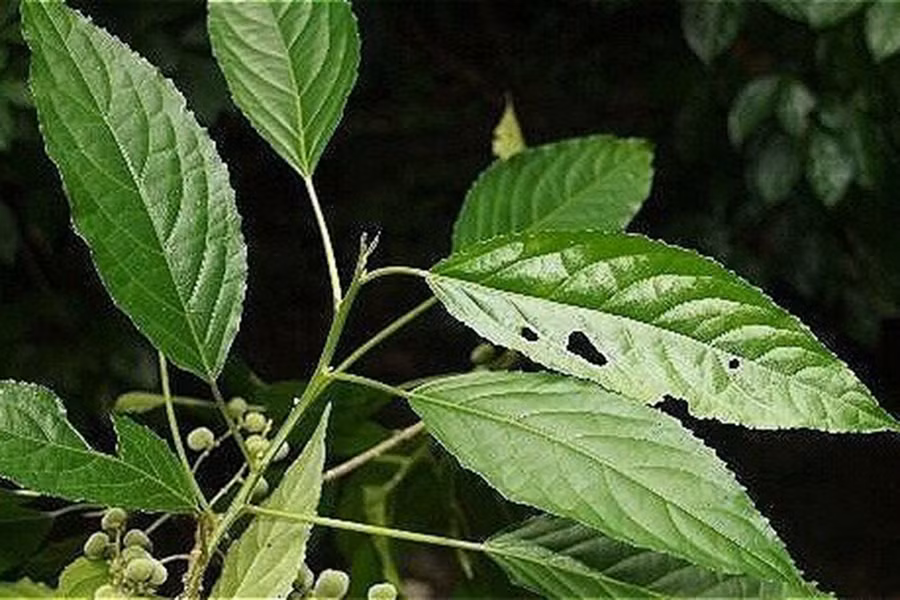 Cây lộc mại.
