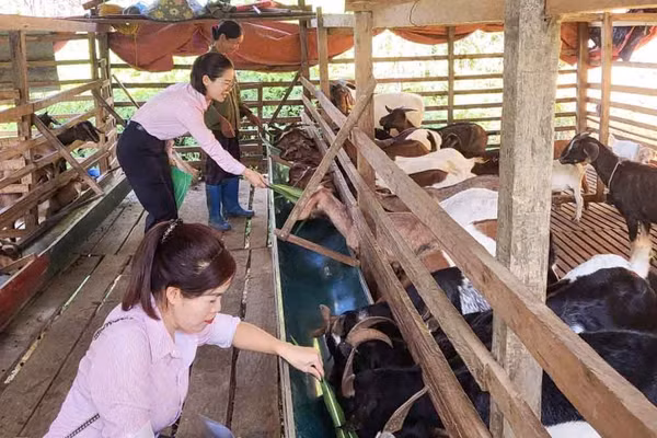 Cán bộ các cấp tỉnh Cao Bằng thường xuyên xuống cơ sở hỗ trợ, động viên phát triển mô hình kinh tế thoát nghèo hiệu quả.