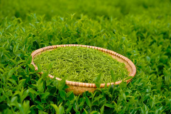 Giải Quán quân - World Master Tea Vietnam năm 2026 trị giá 100 triệu đồng. 