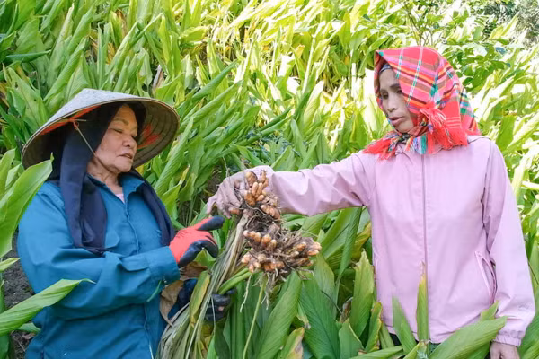 Người dân xã Phong Quang (Thái Nguyên) có thu nhập ổn định, thoát nghèo nhờ trồng nghệ.