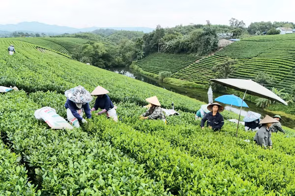 Xã Đại Từ (tỉnh Thái Nguyên) tập trung phát triển mô hình kinh tế xanh. 