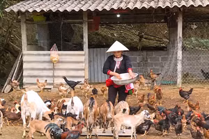 Hỗ trợ sinh kế, từng bước giảm nghèo bền vững vùng DTTS ở Phú Thọ.