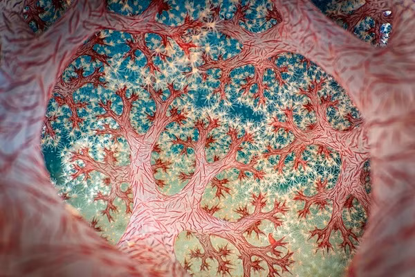 Bức ảnh về rạn san hô mềm hình súp lơ, có tên gọi “Rừng Fractal”, giành giải Nhất tại lễ trao giải Nhiếp ảnh gia cận cảnh của năm lần thứ bảy.