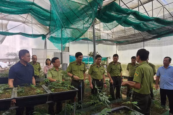 Lãnh đạo Sở NN&MT và cán bộ Khu bảo tồn trao đổi quy trình chăm sóc và trồng thử nghiệm sâm Việt Nam.