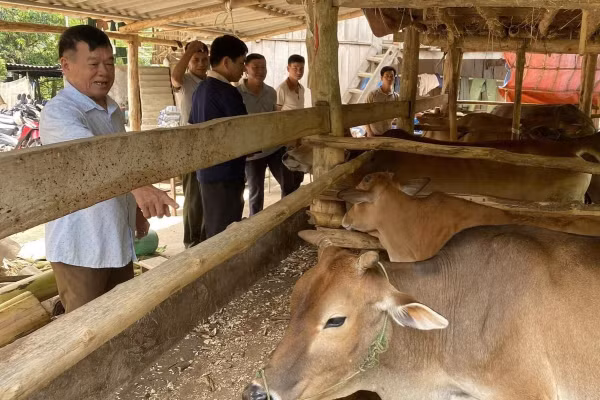 Người dân xã Chiềng Sai nuôi bò nhốt chuồng đem lại thu nhập cao.