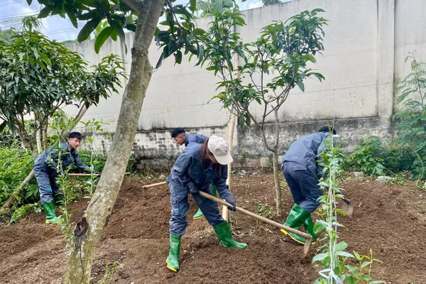Các sinh viên Trường Cao đẳng Sơn La đang cuốc đất để thực hành trồng trọt.