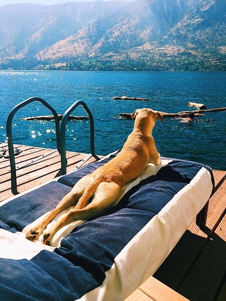20&nbsp;Pictures Proving Hot Weather Gets Even to&nbsp;the Best of&nbsp;Us