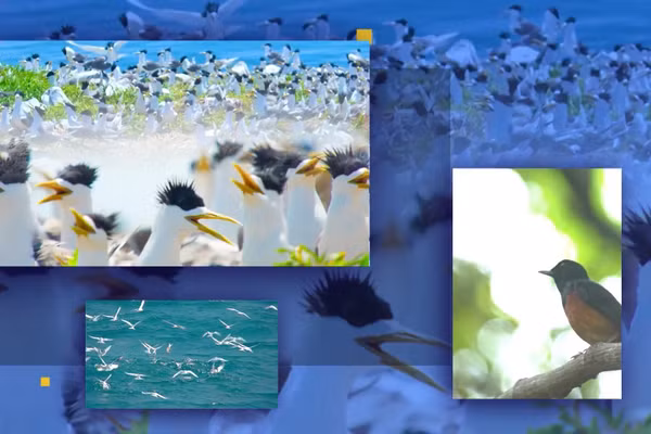 Vietnam Wild Live lan tỏa nhận thức về thiên nhiên quý giá của Việt Nam