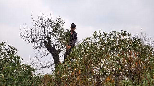 Người làm nghề trồng đào Nhật Tân lo cho vụ mùa dịp Tết Nguyên đán - 7
