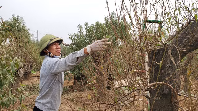 Người làm nghề trồng đào Nhật Tân lo cho vụ mùa dịp Tết Nguyên đán - 9