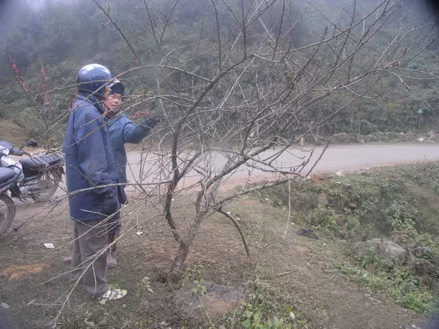 Sa Pa năm nay hiếm đào cổ thụ đẹp xuống chợ - 4
