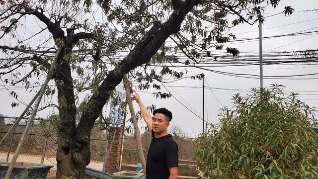 Người làm nghề trồng đào Nhật Tân lo cho vụ mùa dịp Tết Nguyên đán - 10