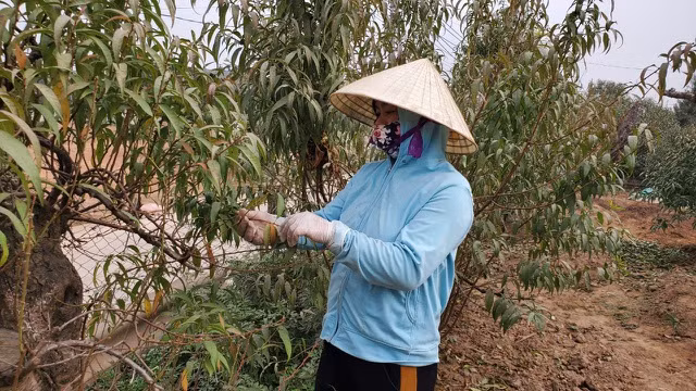 Người làm nghề trồng đào Nhật Tân lo cho vụ mùa dịp Tết Nguyên đán - 5