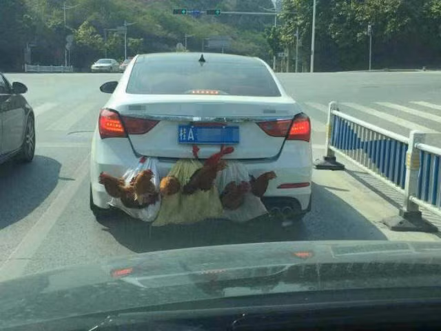 Hài hước cảnh gà vịt đi xe hơi về thành phố sau nghỉ Tết ảnh 5