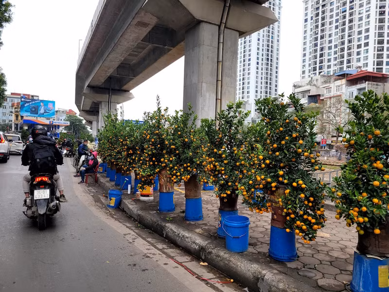 Dù đã tới ngày cận Tết Nguyên đán nhưng người mua sắm hoa, cây cảnh vẫn thưa thớt, không được tất nập như mọi năm. Chợ đào quất ế ẩm ngày cận Tết, tiểu thương ngán ngẩm bán đồng giá
