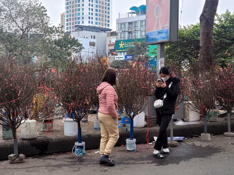 Vài ngày trước thời tiết nắng ấm khiến đào nở nhiều, các tiểu thương mất ăn mất ngủ. Giảm giá nhiều những vẫn không có hiệu quả. Chợ đào quất ế ẩm ngày cận Tết, tiểu thương ngán ngẩm bán đồng giá